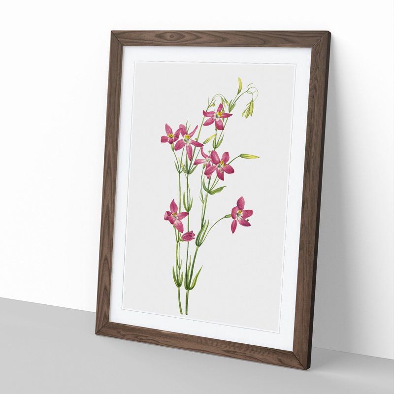 Centaurium by Mary Vaux Walcott - Picture Frame Painting, 48cm H x 36cm W x 2cm D, Walnut Framed