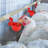 Friedhild Plastic Waterer