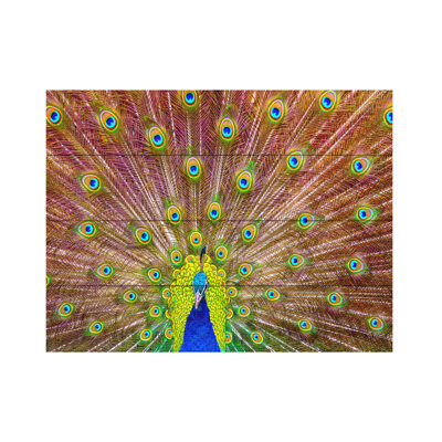 Paon sur bois par Michael