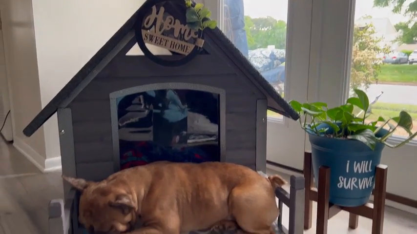 Tucker Murphy Pet™ Dawnie Wood Dog House & Reviews | Wayfair