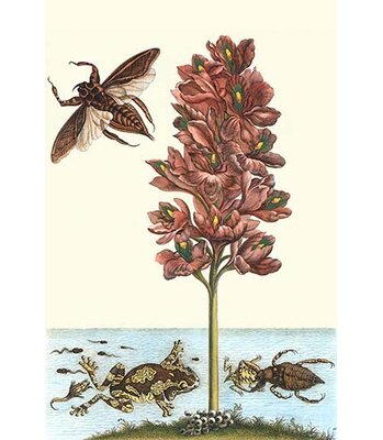 Buyenlarge 'Common Water Hyacinth with a Veined Tree Frog' by Maria ...