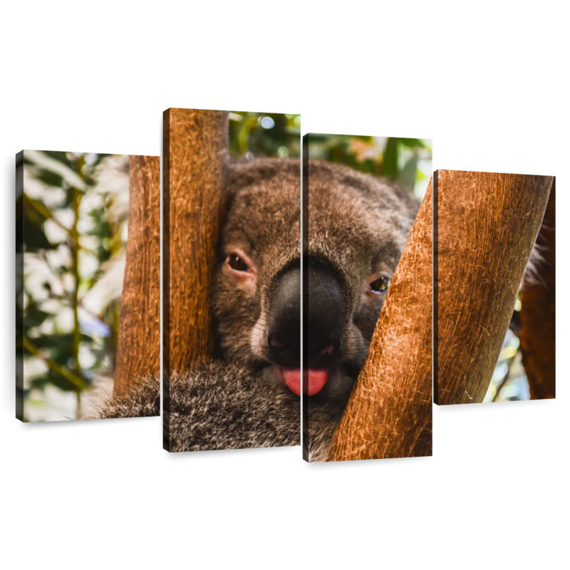 Brampt Funny Koala, 32" H x 52" W