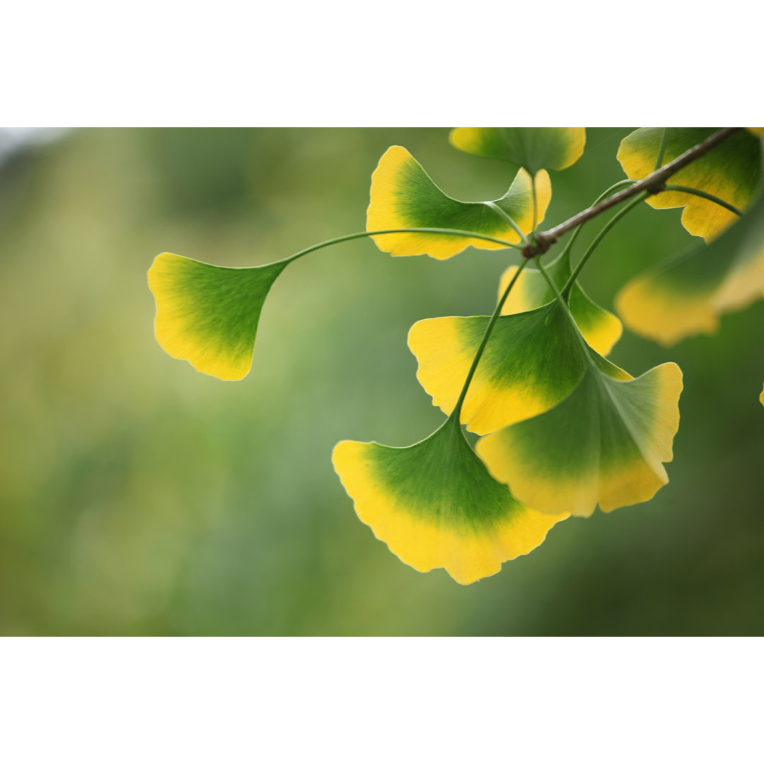 Leinwandbild Gingko Leaves At The Tree von Clu