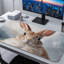 Polyester Desk Pad-1301369936