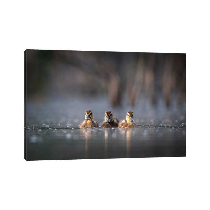 Trio 1 Piece Wrapped Canvas Wall Art, 20.32cm H x 30.48cm W x 1.9cm D
