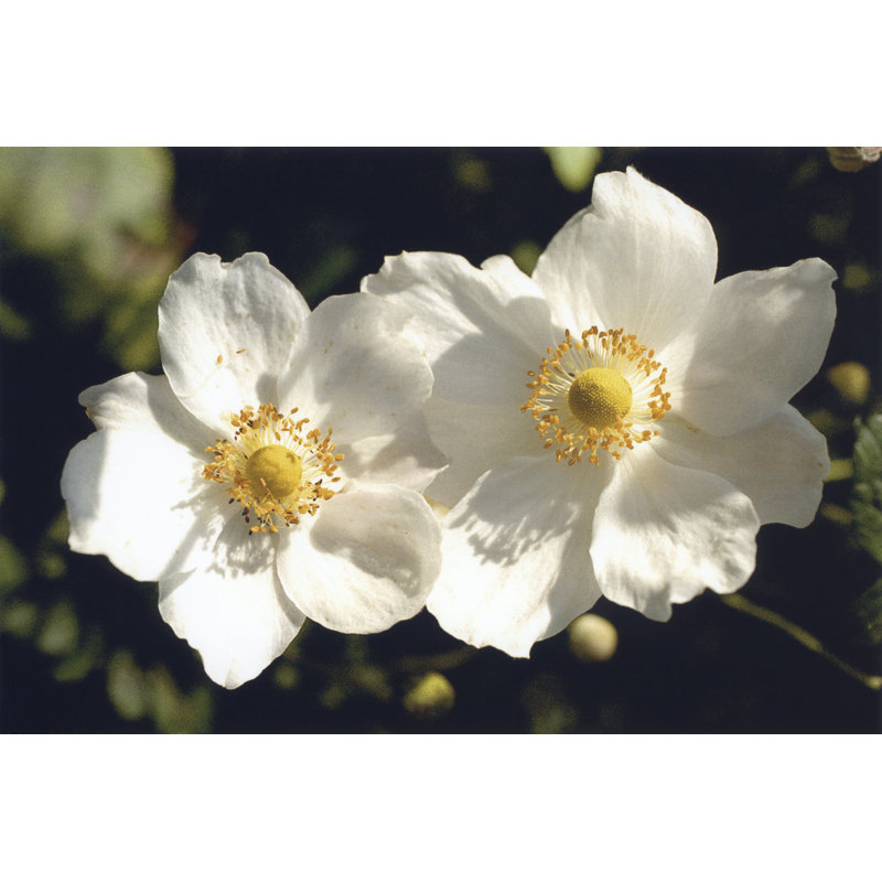 White Twins by Meg McComb - Wrapped Canvas Art Prints, 81cm H x 122cm W x 3.8cm D