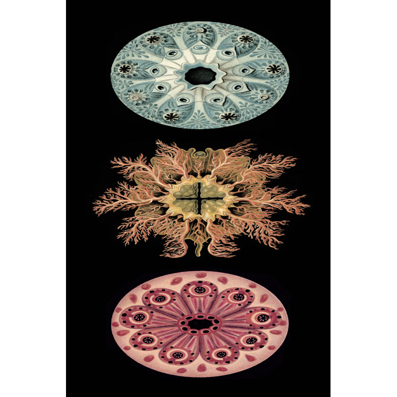 Kaleidoscope Anemone I 1 Piece Wrapped Canvas Wall Art, 30cm H x 20cm W x 3.8cm D