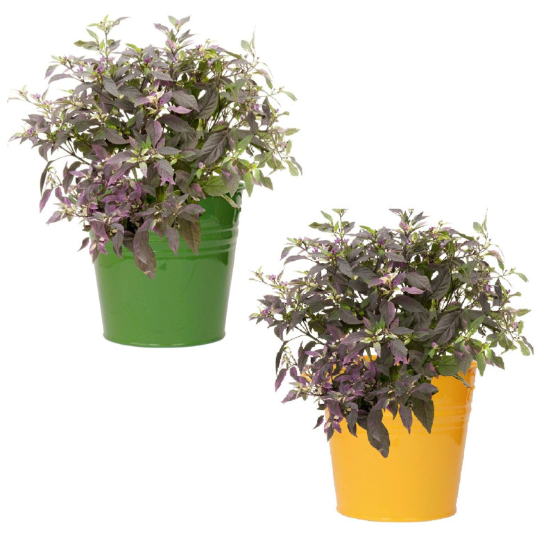 Enameled Galvanized Steel Planter For 6.5" Plants. Set Of Two, Green/Yellow