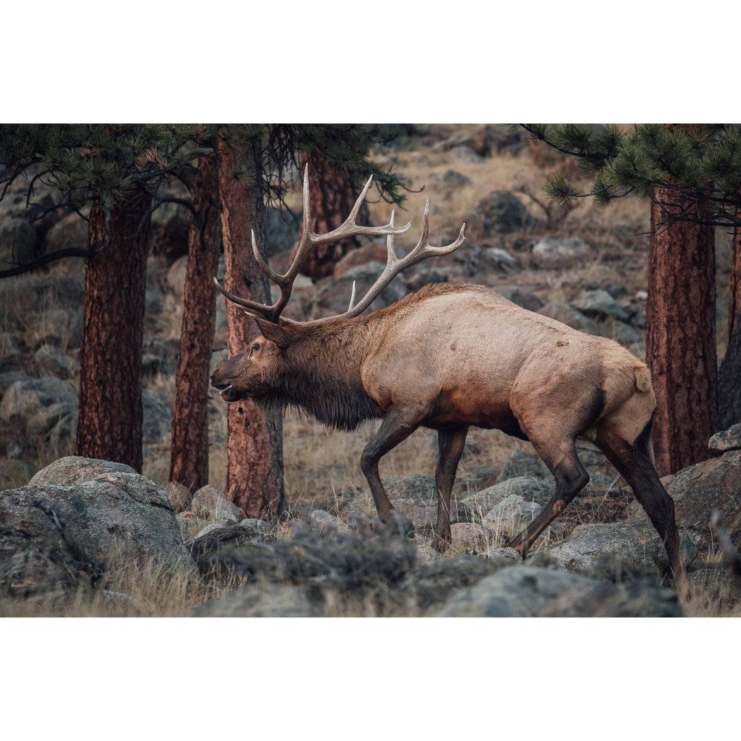 Colourado Bull Elk von Matt Dirksen - Leinwandbild