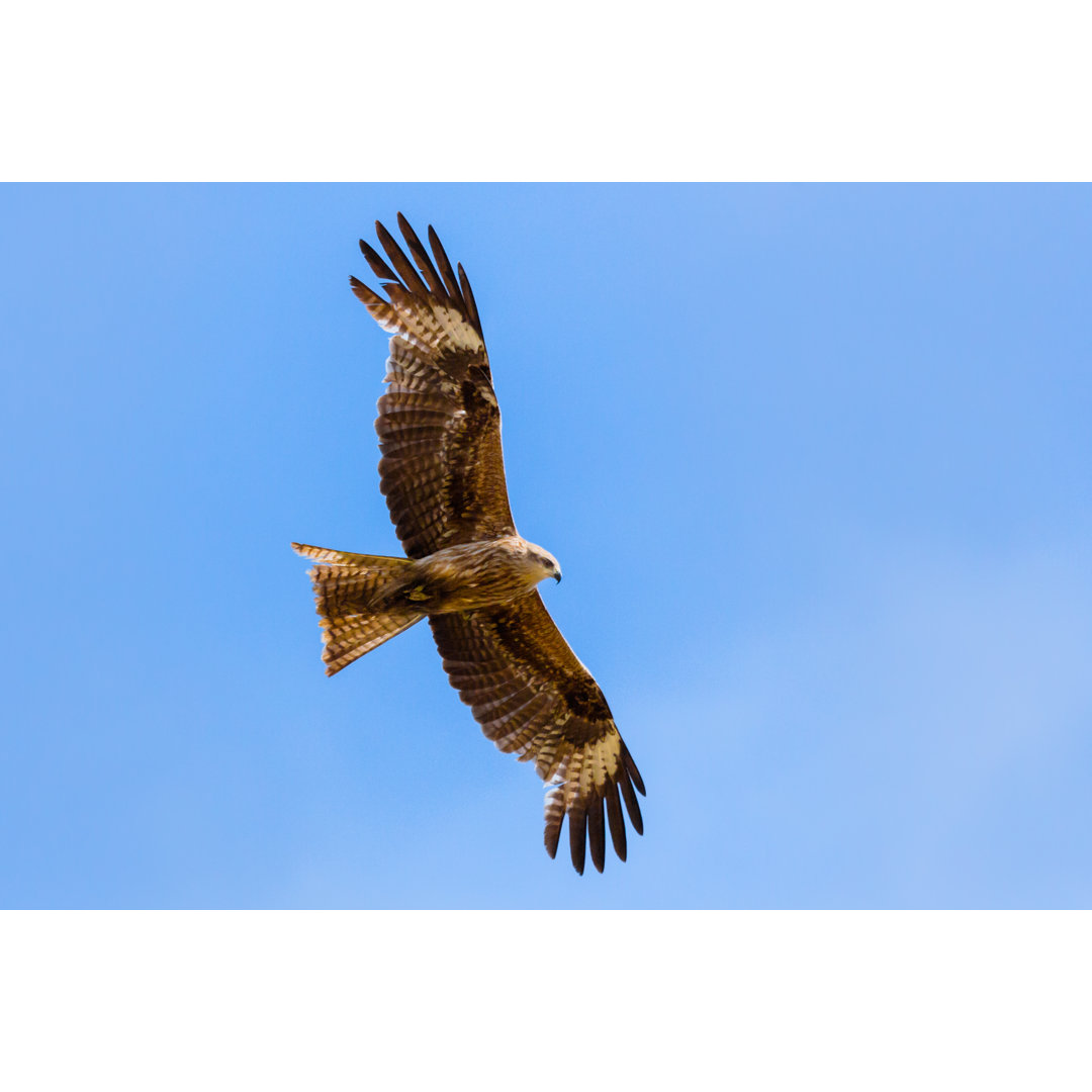 Fliegender Falke von Gfed - Leinwandbild