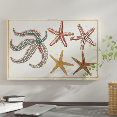 " Starfish Naturelle II " Print