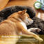 Calming Dogs/Cats Bed Mats, Washable Removable ...-851631202-851631203