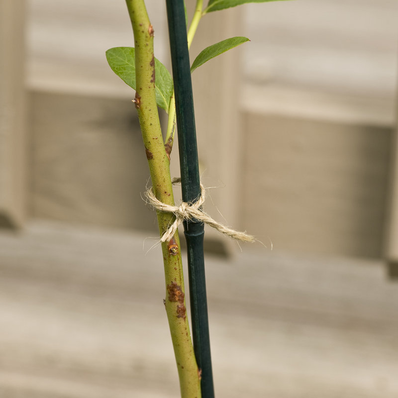 Support de plante de piquet en bambou Neville, H 24 po x l 0,2 po x P 0,39 po