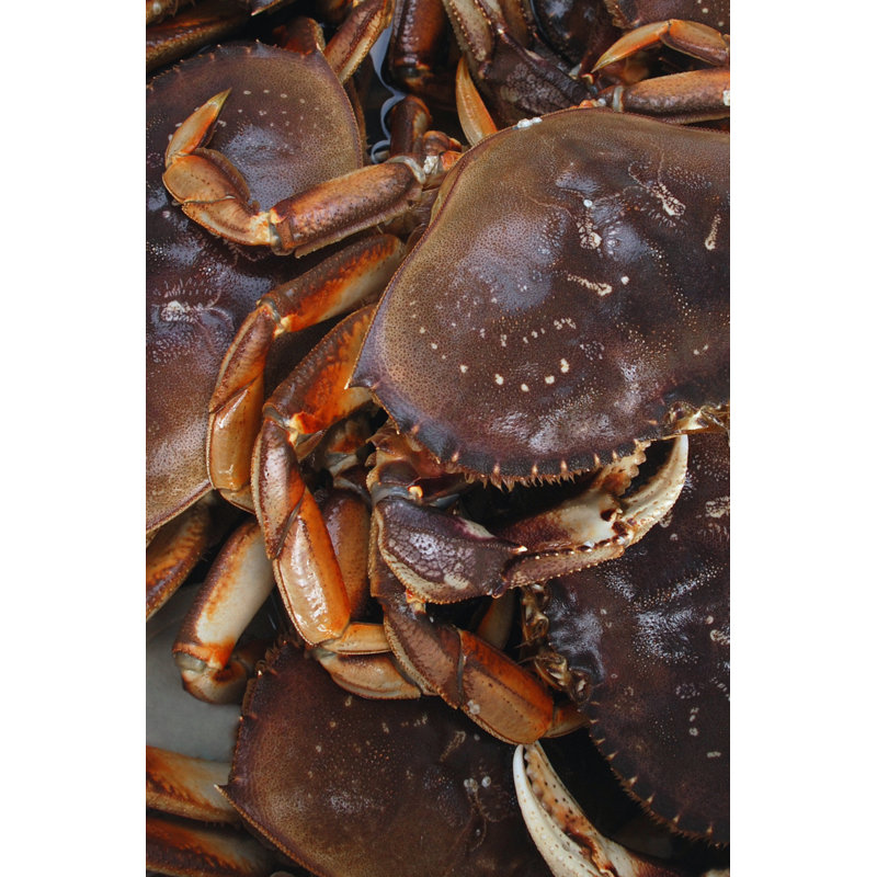 Dungeness crab 138178561, 76cm H x 51cm W