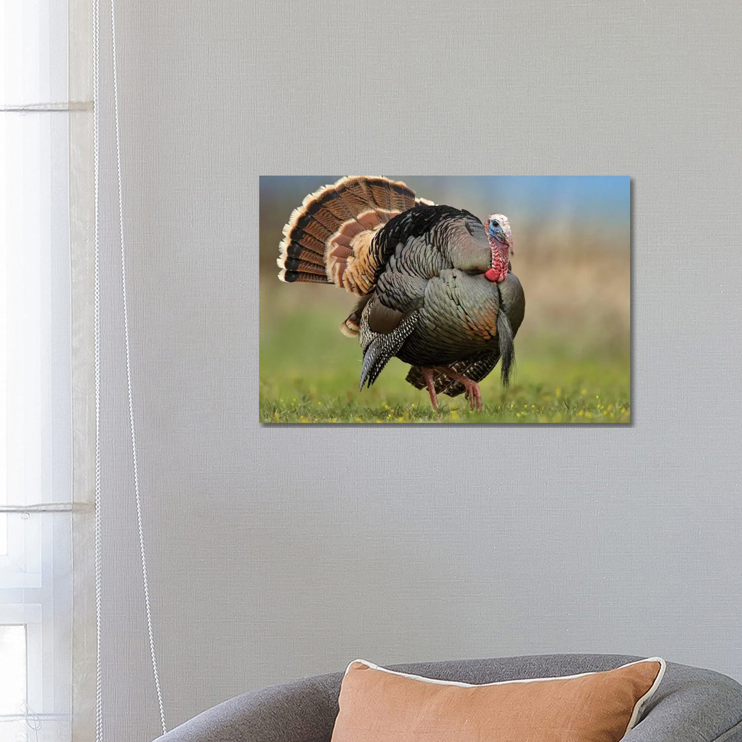 Wild Turkey Male In Courtship Display, Palo Duro Canyon State Park, Texas II von Tim Fitzharris - Gallery-Wrapped Canvas...