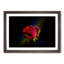 Rainbow upon a Red Rose in Abstract - Picture Frame Graphic Art Print-55772017-55772019