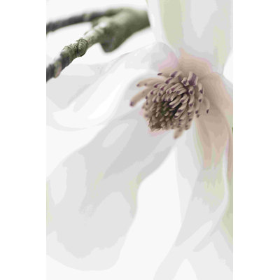 Magnolia Blush I