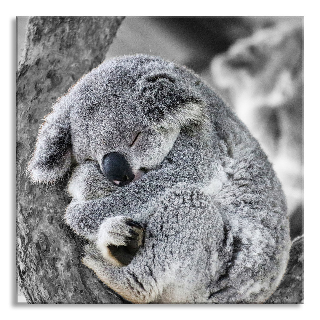 Glasbild Koala schläft eingekuschelt im Baum