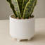 Plante de faux serpent en pot texturé 16 po Tova