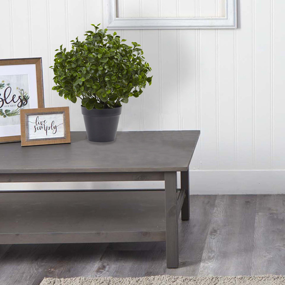 Peperomia Plant UV Resistant (Indoor/Outdoor) Charlton Home® 