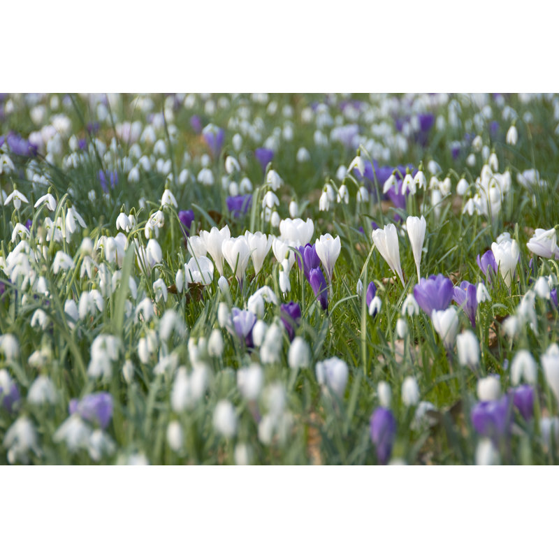 Spring time, 51cm H x 76cm W