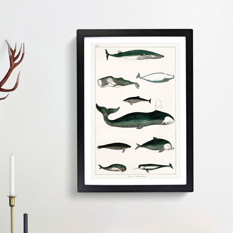 Various Whales XXX by Oliver Goldsmith - Picture Frame Painting Print, 27cm H x 36cm W x 2cm D, Black Framed