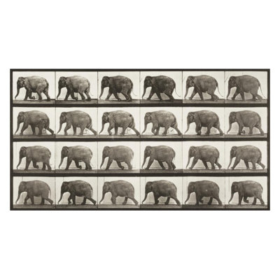 Éléphant marchant (Animal Locomotion 1887 plate 733) par Ead vêtementsd Muybridge - Impression Giclée