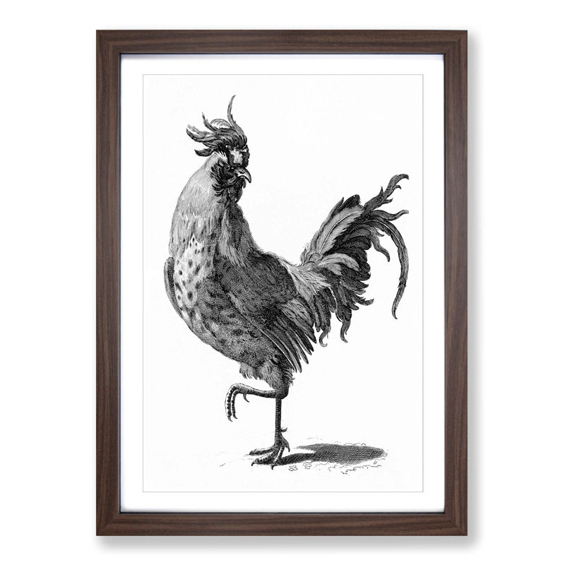 A Cock In Black And White by Johan Teyler - Single Picture Frame Print, Walnut Framed, 45cm H x 33cm W x 2cm D