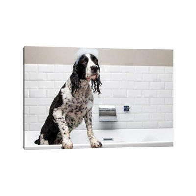 Adorable Springer Spaniel Dog In Tub II by Susan Schmitz - Print on Canvas