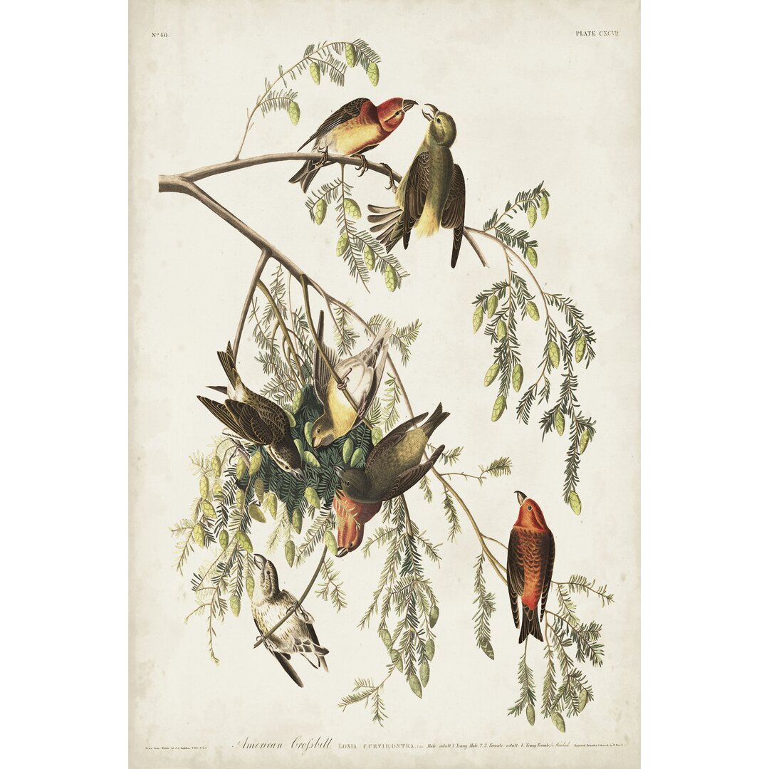 Leinwandbild Pl 197 American Crossbill von John Audubon