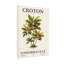 Plantes et fleurs Croton Illustration de plantes avec des feuilles colorées-1347141712
