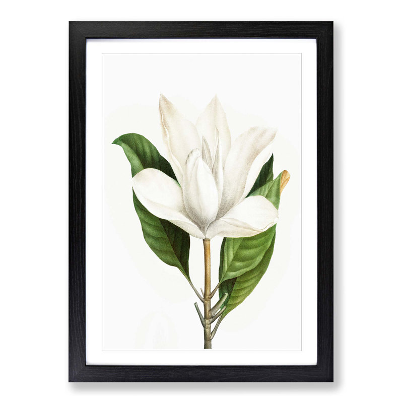 White Southern Magnolia Flower by Pierre-Joseph Redoute - Picture Frame Art Prints, Black Framed, 36cm H x 27cm W x 2cm D