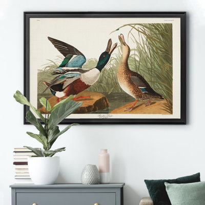 " Shoveller Duck "