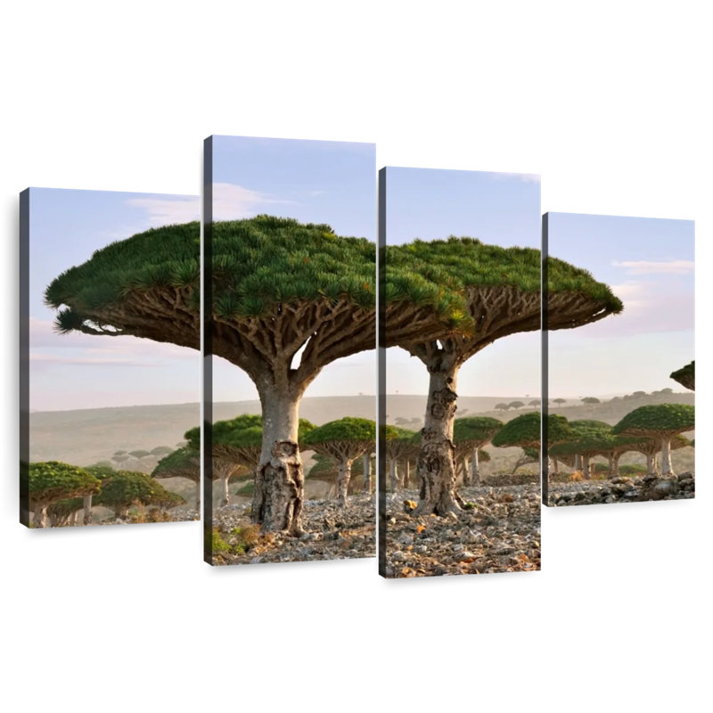 Alvord deux sapins Socotra, H 27 po x l 43 po
