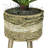 Callender 24'' Faux Dracaena Plant in Wicker/Rattan Basket