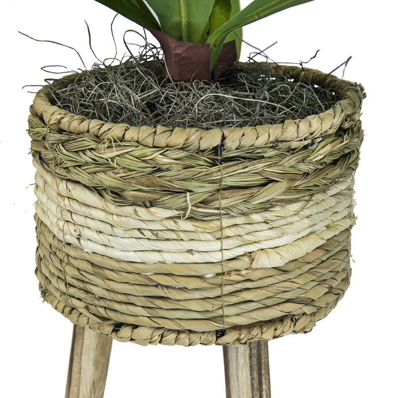24-Inch Faux Dracaena Plant in Tri-Color Wicker Basket