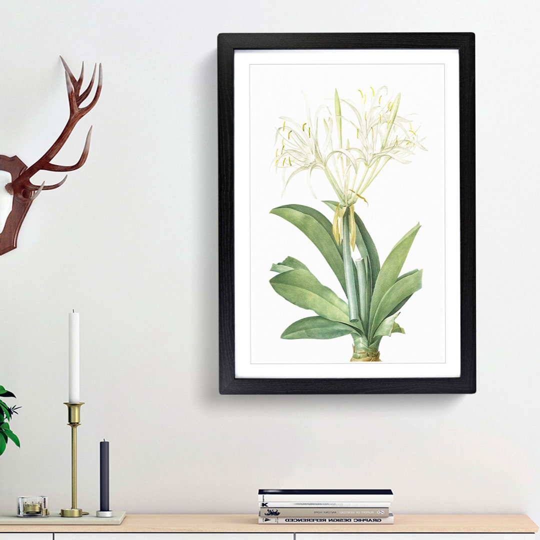 Spiderlily by Pierre-Joseph Redoute - Framed Print