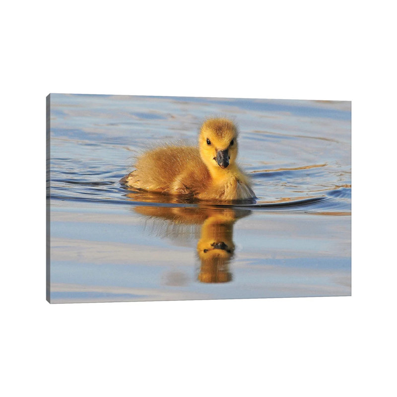 Gosling Reflection by Brian Wolf - Wrapped Canvas Print, 20.32cm H x 30.48cm W x 1.91cm D