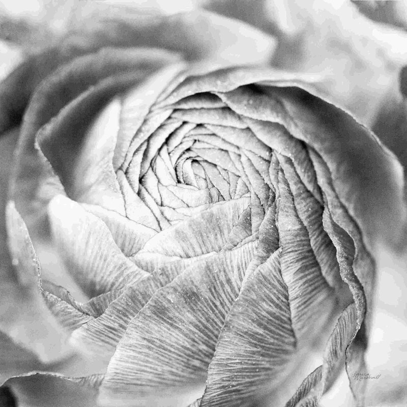 " Ranunculus Abstract II BW Light ", 12" H x 12" W, No, Wrapped Canvas