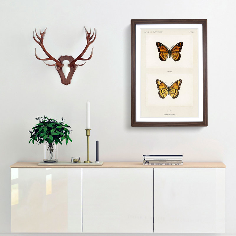 Viceroy Butterfly by S.F. Denton - Picture Frame Painting Print, 27cm H x 36cm W x 2cm D, Walnut Framed