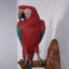 Statue grandeur nature perroquet Ara rouge