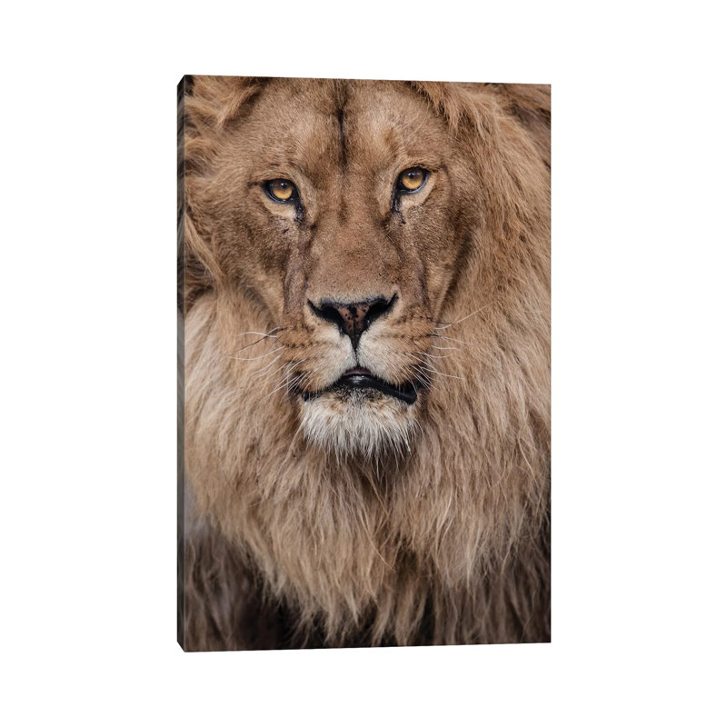 Lion V by Goran Anastasovski - Wrapped Canvas Print, 20.32 cm H x 30.48 cm W