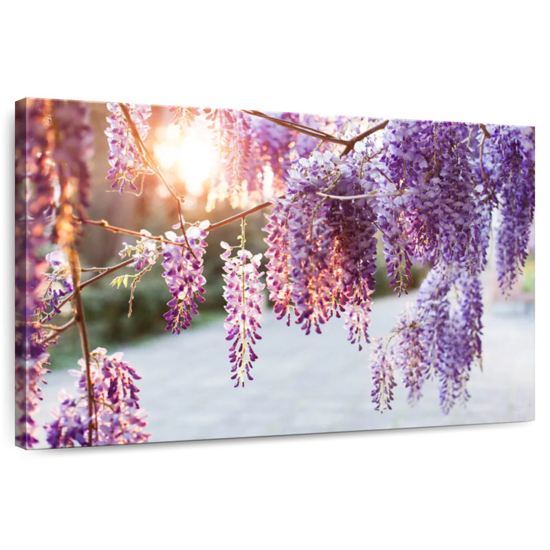 Harnek Wisteria Vine, H 32 po x l 48 po