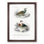 Bird Illustrations PL. 6 by Charles D' Orbigny - Single Picture Frame Painting-55457176-55457177