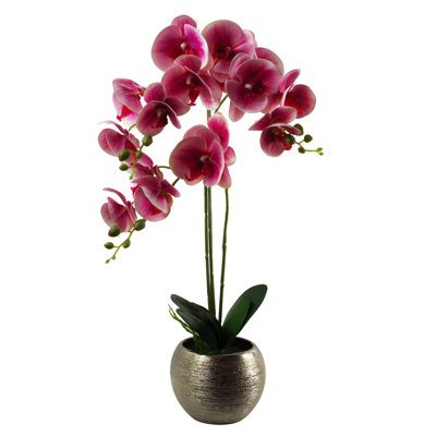 Anneus 70cm Plant