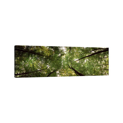 Low Angle View Of Trees, Bavaria, Germany #2 - Wrapped Canvas Panoramic Print