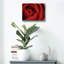«Red Rose» par Tom Quartermaine-1937692972