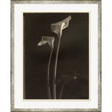 Sepia Flowers 1 Print by Bespoke By Baker