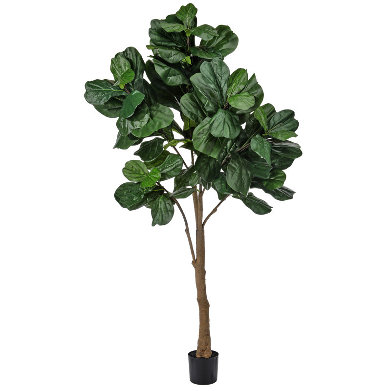 Figuier à feuilles 8 'UV