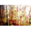 « aspen » par parvez taj,, reproduction de photo sur toile tendue-1760805740